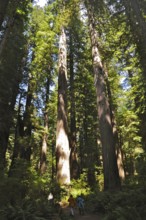 Two people walking through a majestic redwood forest, coast redwood (Sequoia sempervirens), during