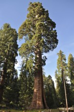A majestic Sequoia tree, giant sequoia (Sequoiadendron giganteum), rises under a clear blue sky.