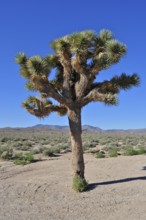 A single Joshua tree, Joshua palm lily (Yucca brevifolia), in the barren desert landscape under a
