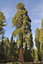 A huge Sequoia tree, giant sequoia (Sequoiadendron giganteum), towers into the blue sky in a wooded