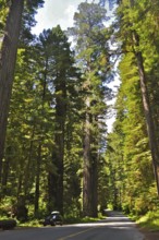 A path leads through a dense forest of tall redwood trees, coast redwood (Sequoia sempervirens) .