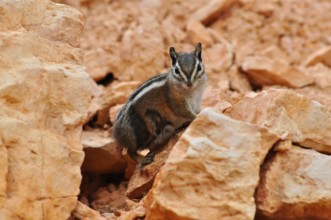 A chipmunk, Uinta chipmunk (Tamias umbrinus), sits attentively on reddish rock. Bryce Canyon