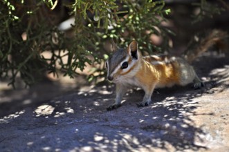 A chipmunk, Uinta chipmunk (Tamias umbrinus), moves cautiously in the shade of a shrub. Canyonlands