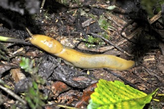 A large nudibranch, banana slug (Ariolimax stramineus), crawls across the forest-covered ground.