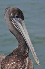 Close-up of the head of a pelican, brown pelican (Pelecanus occidentalis), with clear details of