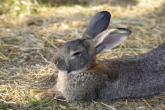 Domestic rabbit (Oryctolagus cuniculus forma domestica), hare lying in straw, Berghülen, Swabian