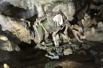 Bear skeleton, Bärenhöhle, Karlshöhle, Erpfinger Höhle, stalactite cave, white Jurassic limestone