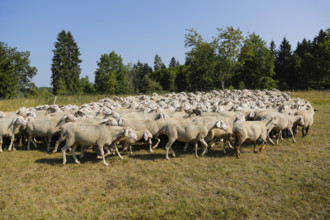Sheep (Ovis), Fauser sheep farm, landscape conservation, mammals, herd, Pfronstetten, Swabian Alb,
