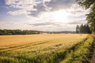 Wide cornfield at sunset with clouds and adjacent path