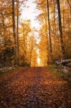 An autumnal forest trail covered by orange leaves, surrounded by tall trees