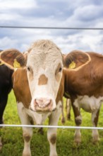 Brown cow with white face behind a fence, quiet rural atmosphere