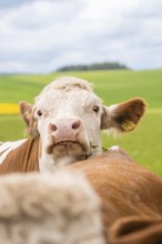 Cow looks over her shoulder, green landscape in the background. Peaceful rural area