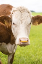 Close-up of a cow in a green field with yellow ear tags