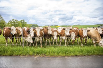 Herd of cows stands behind a fence on a green field, cloudy sky. Peaceful rural area