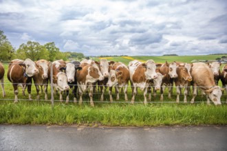 Herd of cows behind a fence on a green field, cloudy sky. Rural panorama