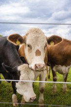 Two cows behind a fence, one black and white, one brown. Relaxed rural scene