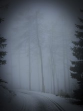 Curved foggy forest trail that is lined with tall trees and looks twilight, mystical, Rennsteig,