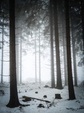 High tree roof in snow-covered, foggy forest, mystical, quiet atmosphere, Rennsteig, Thuringia