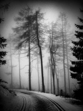 Black and white photo of a foggy forest path with tall, bare trees in vintage style, Rennsteig,