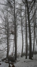 A foggy winter forest with tall trees and a quiet, mysterious atmosphere, mystical, quiet