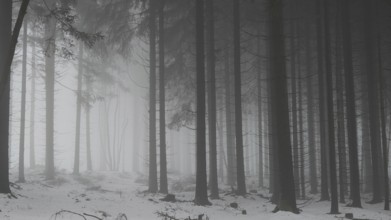 Dense forest with foggy atmosphere and snow-covered ground, mystical, quiet atmosphere, Rennsteig,