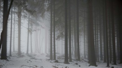 Snowy forest with tall, dark trees in fog, mystical, quiet atmosphere, Rennsteig, Thuringia nature