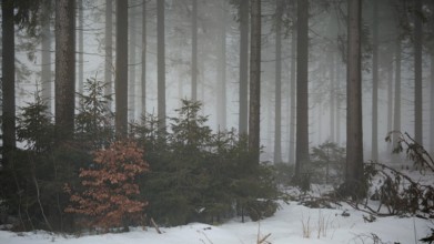 Small shrubs in a snow-covered, foggy forest, mystical, quiet atmosphere, Rennsteig, Thuringia