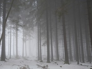 Dense, foggy forest with snow-covered ground, mystical, quiet atmosphere, Rennsteig, Thuringia