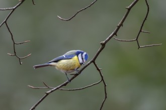 On closer inspection, the blue tit (Cyanistes caeruleus) is a colourful bird, Germany