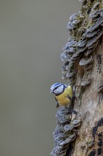 A blue tit (Cyanistes caeruleus) inspecting the branch of a beech tree, covered with butterfly