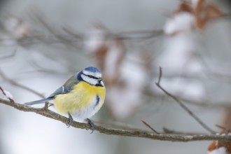Despite many approaches to the feeding site, only very few pictures of the blue tit (Cyanistes