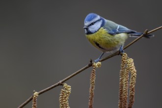 A blue tit (Cyanistes caeruleus) in late winter, hazelnut, catkin, Germany