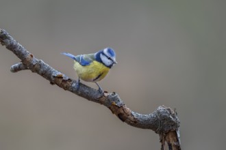 An old beech branch serves as a perch for the blue tit (Cyanistes caeruleus), Germany