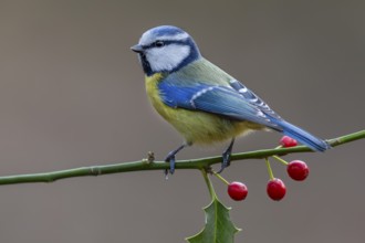Blue tit (Cyanistes caeruleus) on the branch of a holly tree, Germany