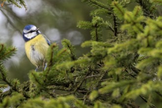 A blue tit (Cyanistes caeruleus) searches for food between the spruce branches, cheeky, sweet,