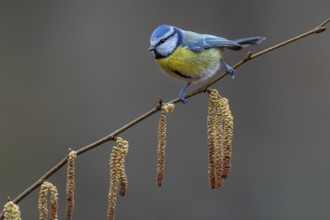A blue tit (Cyanistes caeruleus) has made a short stopover, soon it will continue to the feeding