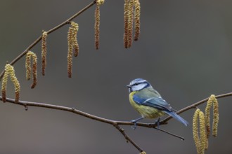 When choosing where to sit at the feeding site, a photographer should look for attractive
