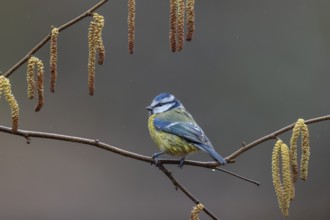 Blue tit (Cyanistes caeruleus) on a hazelnut branch with male catkins, framed, Germany