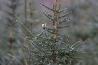 The branch of a Norway spruce serves as a perch for the blue tit (Cyanistes caeruleus), minimalist,