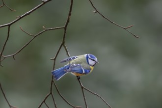 With bent wings, the blue tit (Cyanistes caeruleus) threatens a conspecific, aggression, Germany