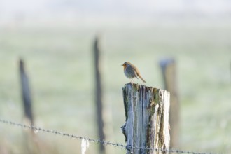 A robin (Erithacus rubecula) sitting on a peg of a pasture fence in winter, Wehden, Cuxhaven, Lower