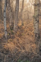 View of a moist dense bike forest in the morning, Wehden, Cuxhaven, Lower Saxony, Germany
