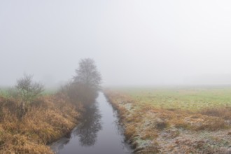 View along a ditch covered with trees and shrubs in fog, Wehden, Cuxhaven, Lower Saxony, Germany