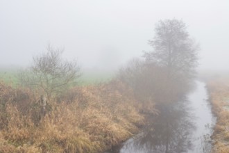 View along a ditch covered with trees and shrubs in fog, Wehden, Cuxhaven, Lower Saxony, Germany