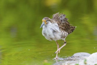 A male ruff (Calidris pugnax) searching for food in shallow water. Northern Poland