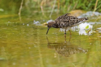 A female ruff (Calidris pugnax) searching for food in shallow water. Northern Poland