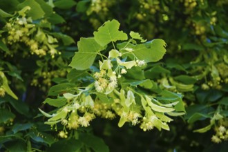 Lime blossoms of the lime tree (Tilia), summer lime tree, medicinal plant, remedy, household