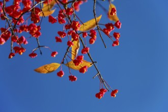 European monkshood (Euonymus europaeus), flowering shrub, red flowers in autumn, blue sky,