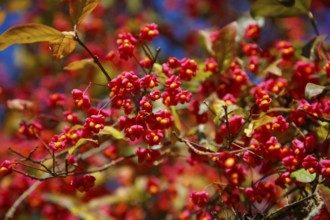 European monkshood (Euonymus europaeus), flowering shrub, red flowers in autumn, Großengstingen