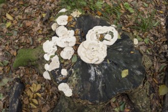 White tree mushrooms on a tree stump, Jasmund National Park, Rügen, Mecklenburg-Western Pomerania,